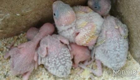 چرا مرغ عشق به جوجه غذا نمیده