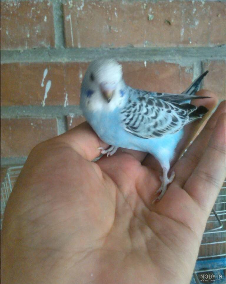 چگونه جوجه مرغ عشق را سرلاکی کنیم
