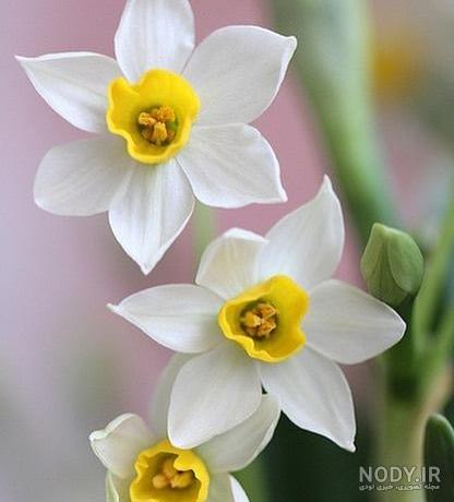  عکس گل نرگس در گلدان
