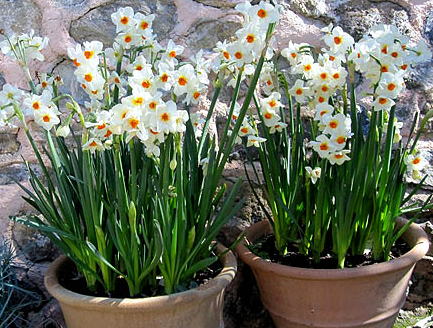  عکس گل نرگس در گلدان