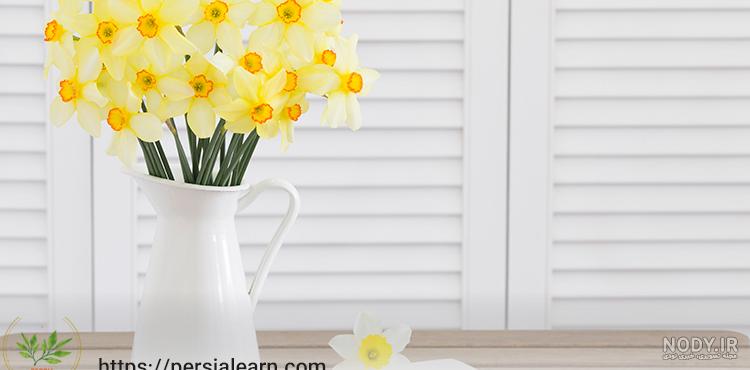 عکس گل نرگس در گلدان