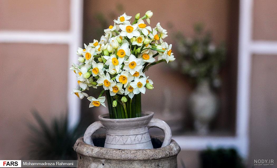  عکس گل نرگس در گلدان