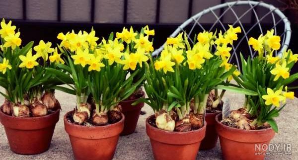  عکس گل نرگس در گلدان