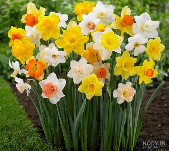  عکس گل نرگس در گلدان