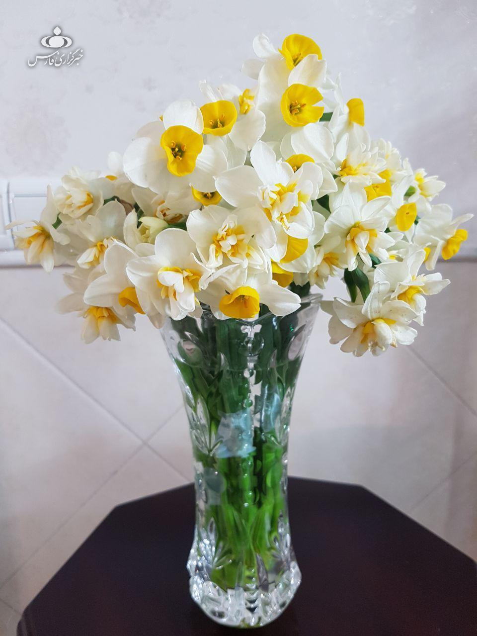  عکس گل نرگس در گلدان