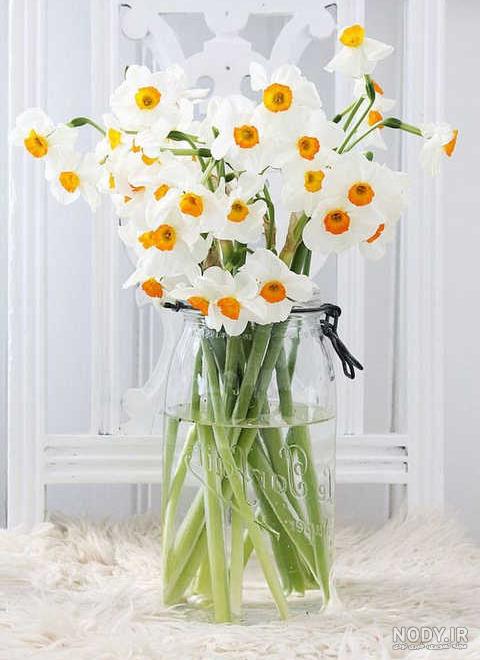  عکس گل نرگس در گلدان