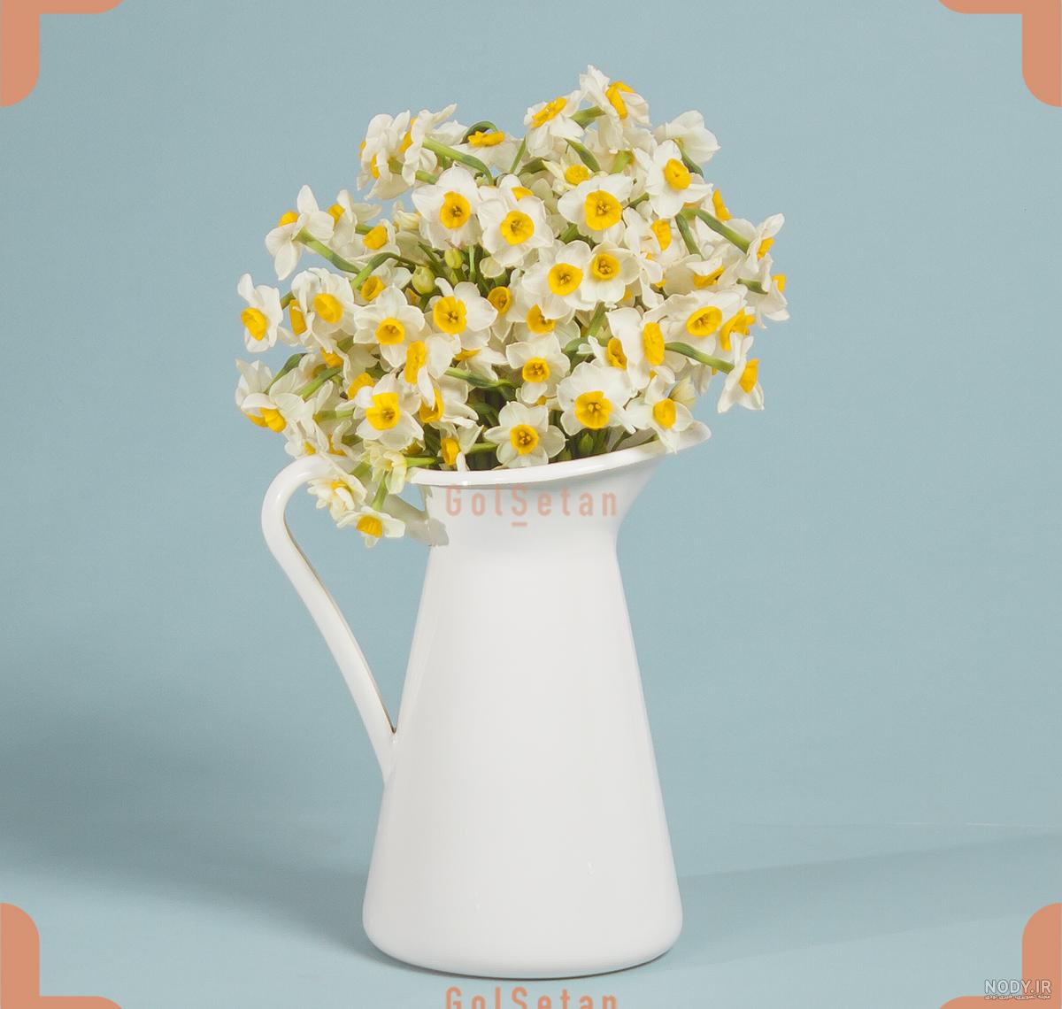  عکس گل نرگس در گلدان