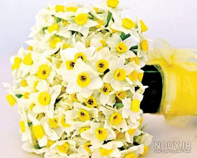  عکس گل نرگس در گلدان