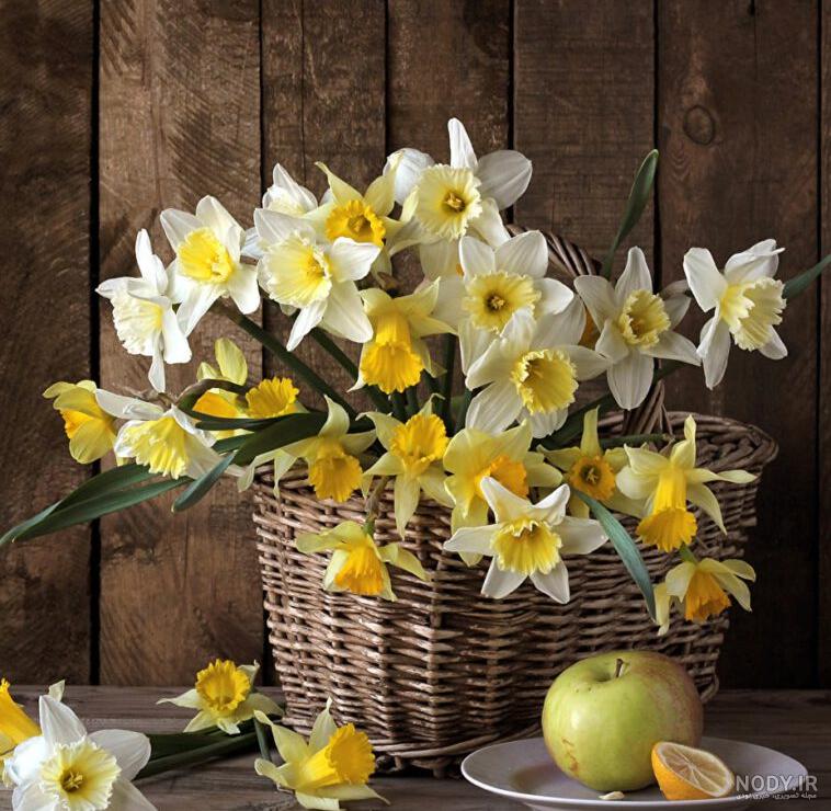  عکس گل نرگس در گلدان