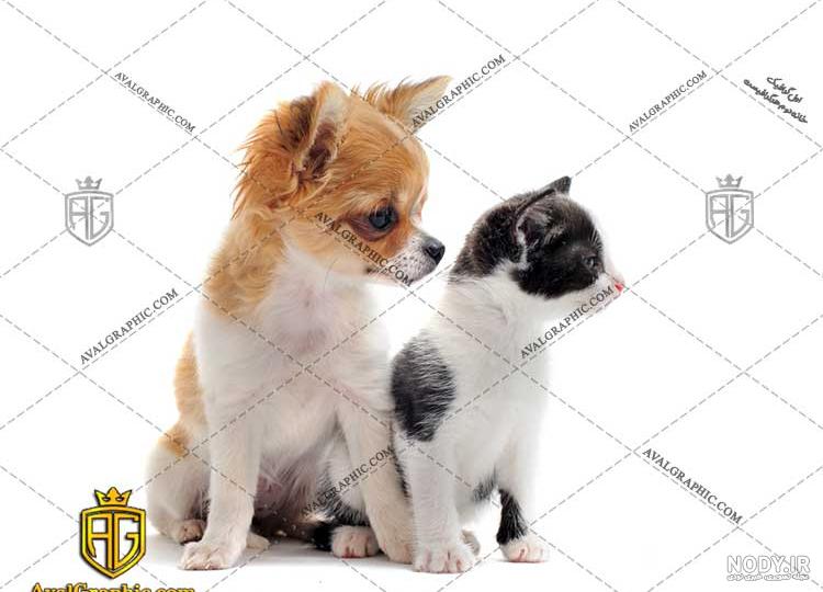 آموزش نقاشی سگ و گربه