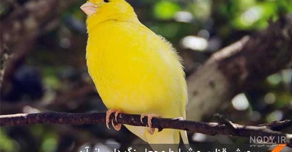 اسپری ضد شپش عروس هلندی
