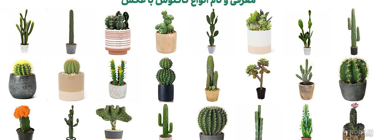 انواع ساکولنت کراسولا