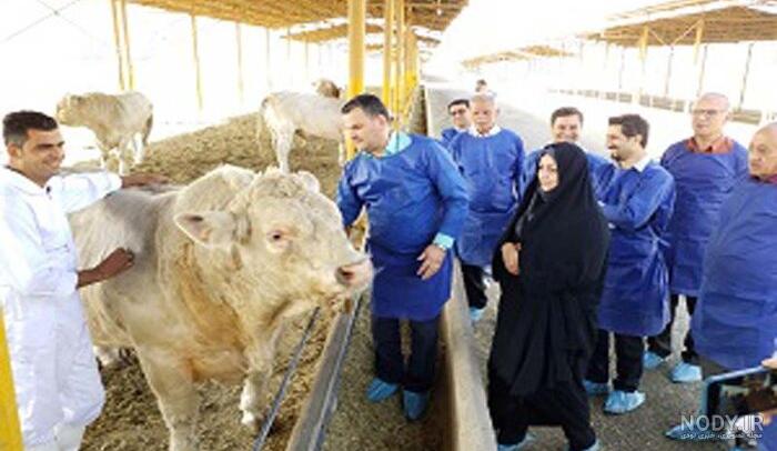 انواع نژاد گاو
