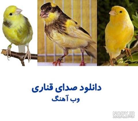 ایا شپش از عروس هلندی به انسان منتقل می شود