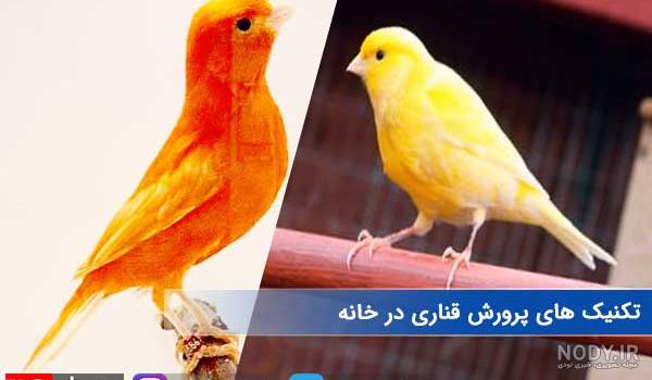 ایا شپش حیوان به انسان منتقل می شود