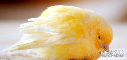 تست شپش عروس هلندی