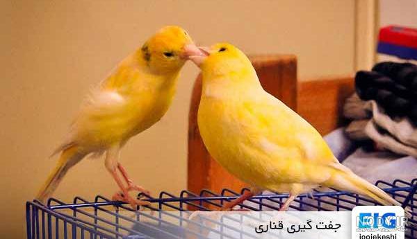 جوجه قناری کی میخونه