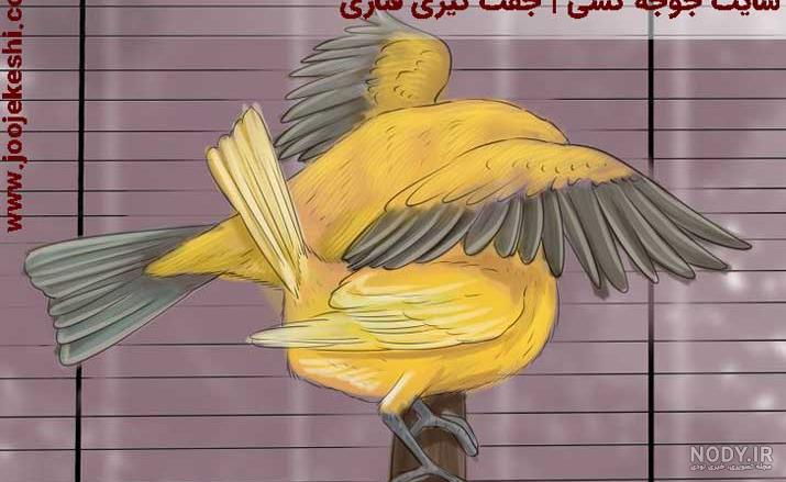 جوش شیرین برای شپش قناری