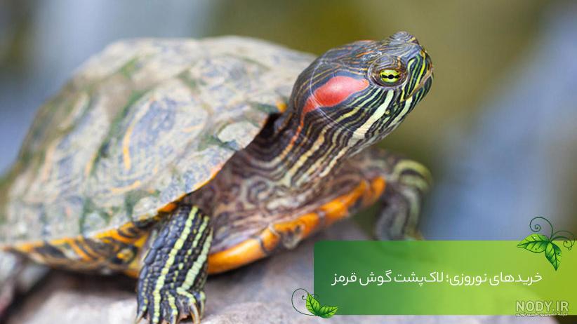 خطرات لاک پشت گوش قرمز
