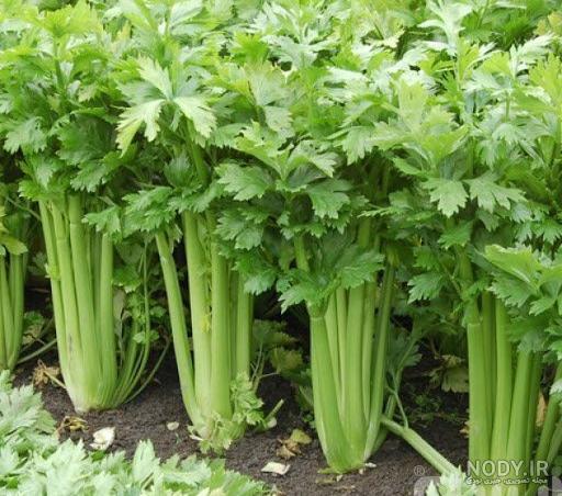 خواص خورشت کرفس خواص خورشت کرفس