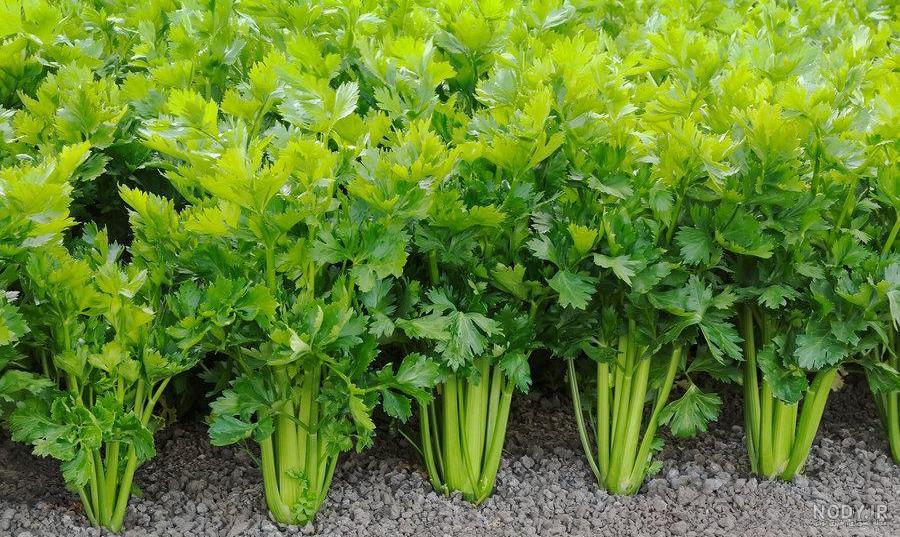 خواص عرق کرفس کوهی خواص عرق کرفس کوهی
