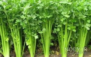 خواص کرفس برای کبد خواص کرفس برای کبد