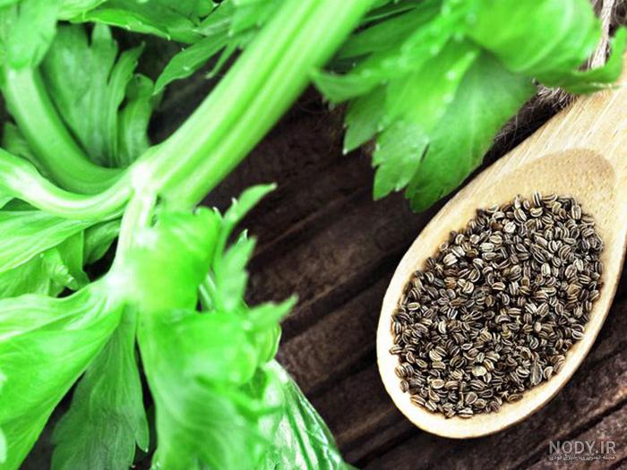 خواص کرفس برای کلیه خواص کرفس برای کلیه