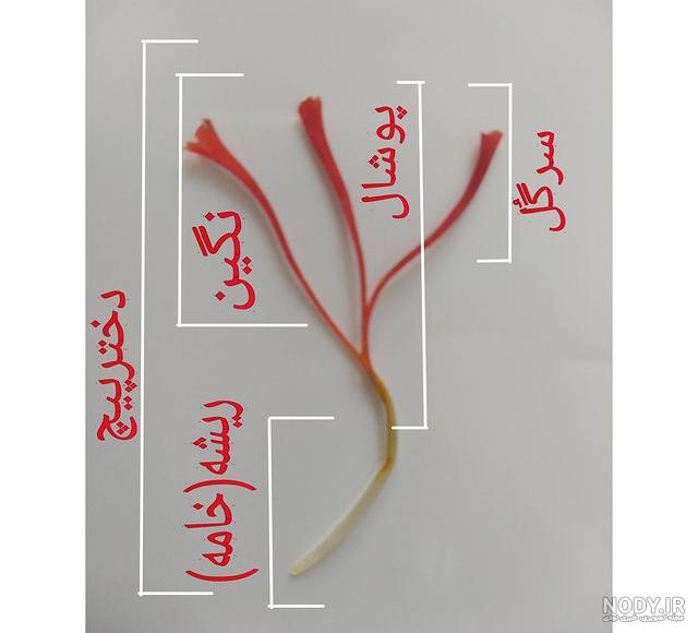 دانلود عکس زعفران دانلود عکس زعفران