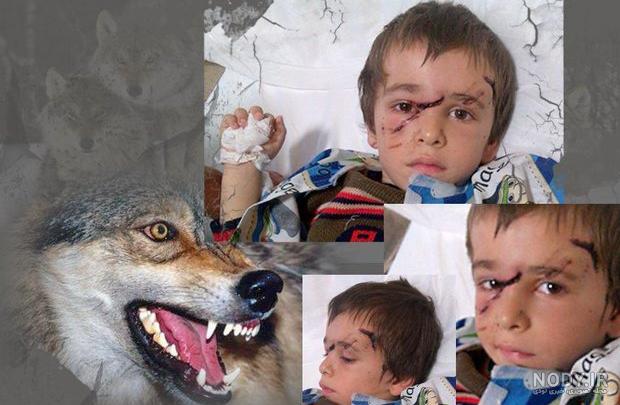 دانلود عکس گرگ سفید دانلود عکس گرگ سفید