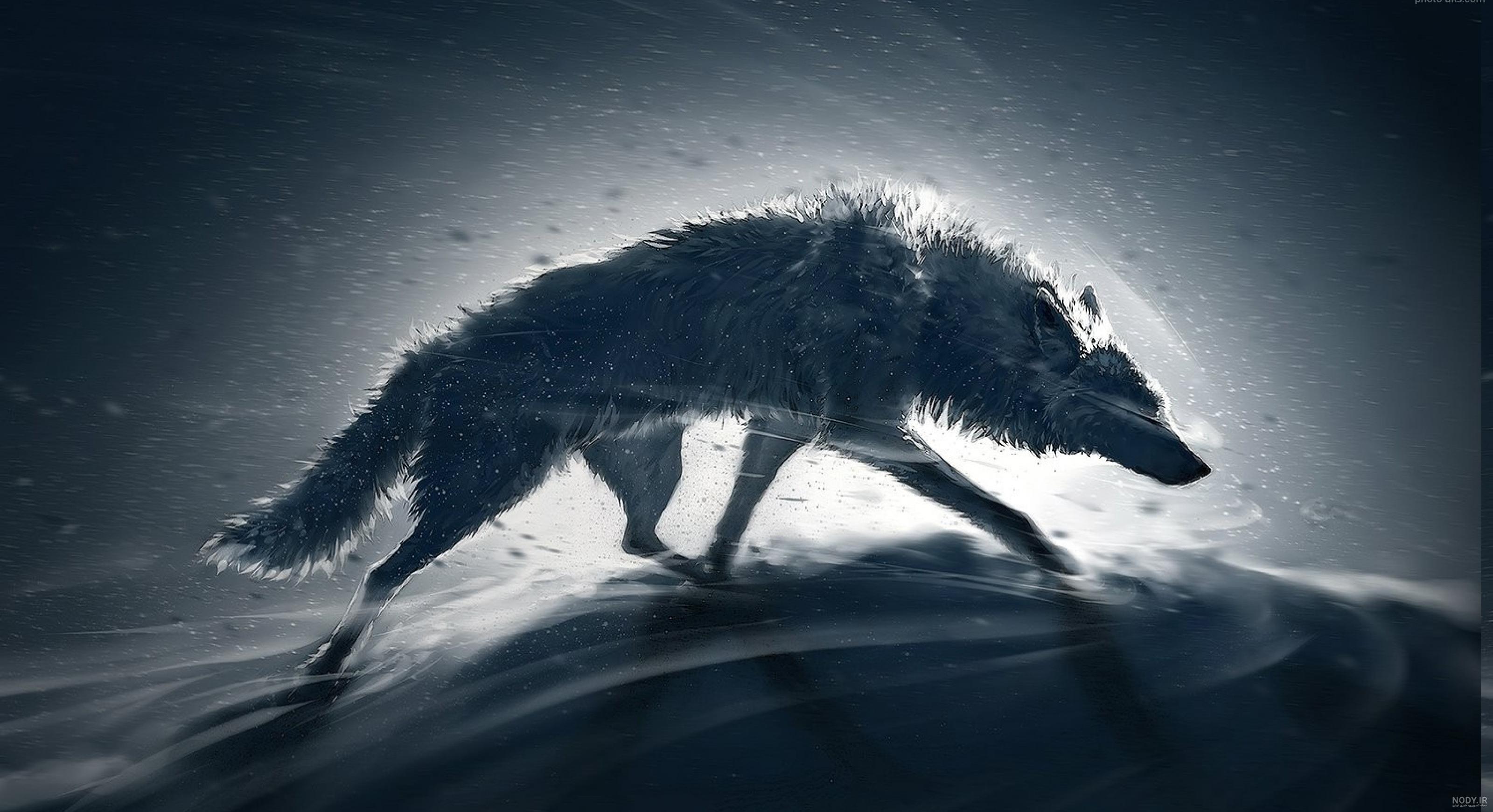 دانلود عکس گرگ سیاه وحشی