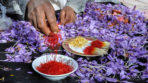 دانلود عکس گل دانلود عکس گل
