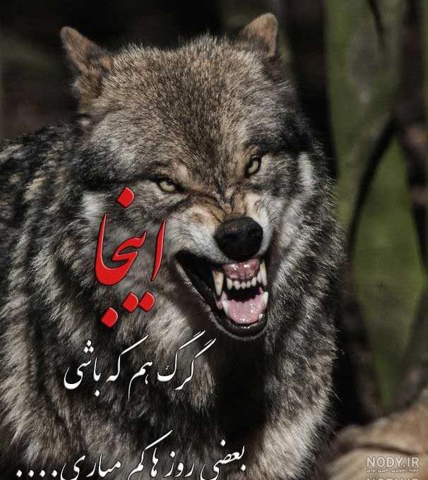 دانلود فیلم گرگ 1994 دانلود فیلم گرگ 1994