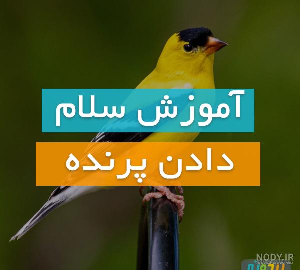 درمان اسهال قناری با سرکه سیب