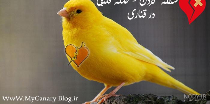 درمان شپشک قناری با تنباکو