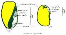 ریشه گیاهان تک لپه ای از چه نوعی است ریشه گیاهان تک لپه ای از چه نوعی است