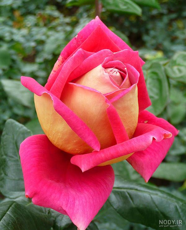 زیباترین گلهای جهان زیباترین گلهای جهان