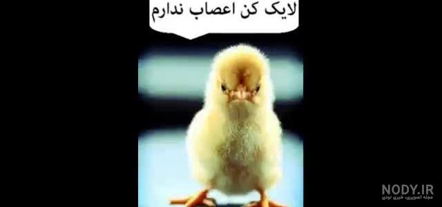 سایت فالوور رایگان اینستاگرام