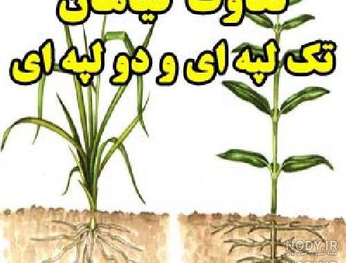 شکل گیاه لپه شکل گیاه لپه