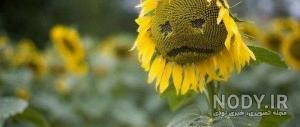 طبیعت لپه طبیعت لپه
