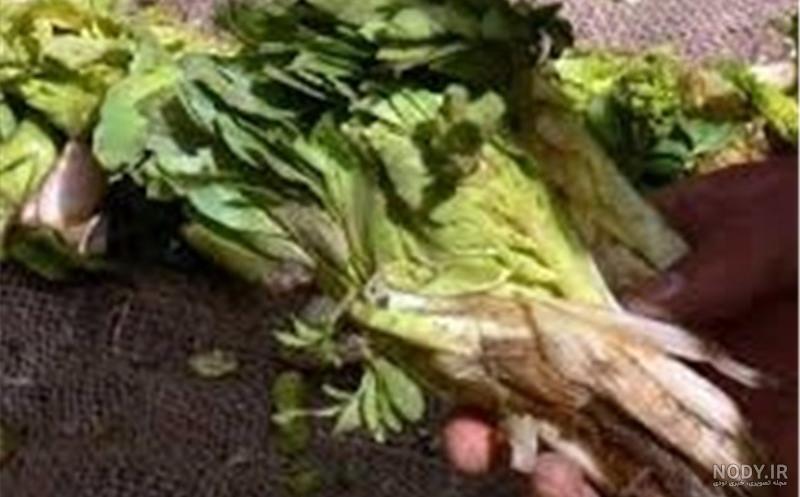 طرز پخت کرفس کوهی طرز پخت کرفس کوهی