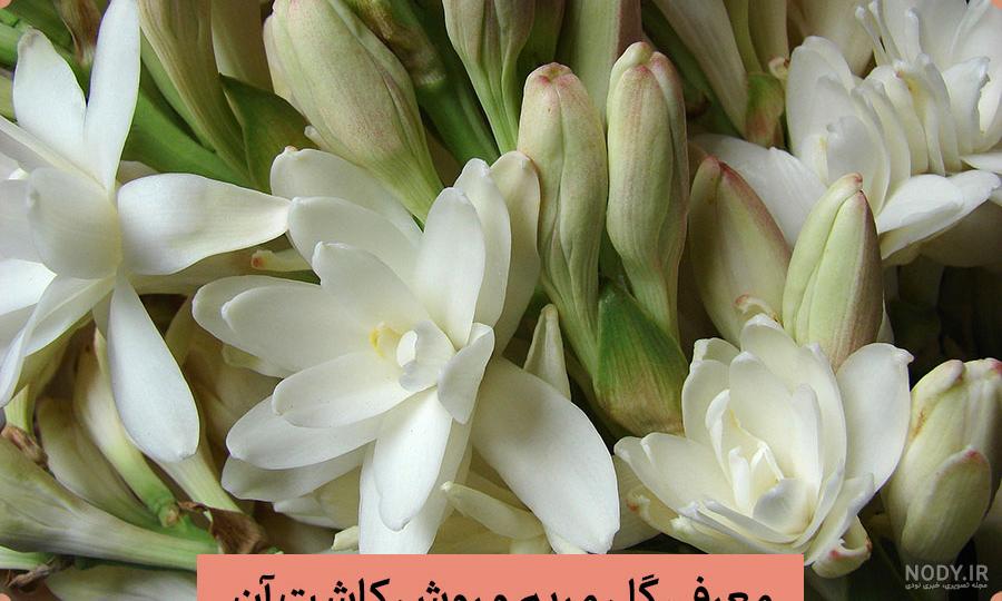 عطر گل نرگس دیجی کالا عطر گل نرگس دیجی کالا