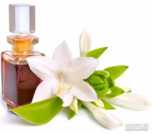 عطر گل یاس بنفش عطر گل یاس بنفش