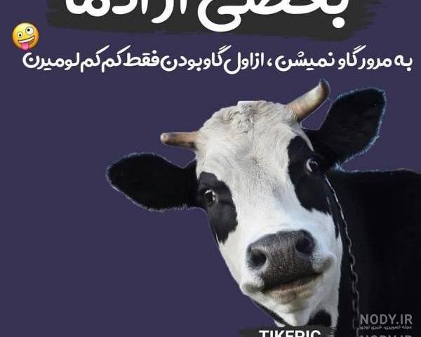 عکس از گاو طنز