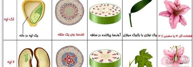 عکس برگ دو لپه ای