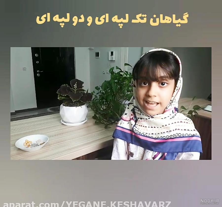 عکس بوته لپه عکس بوته لپه