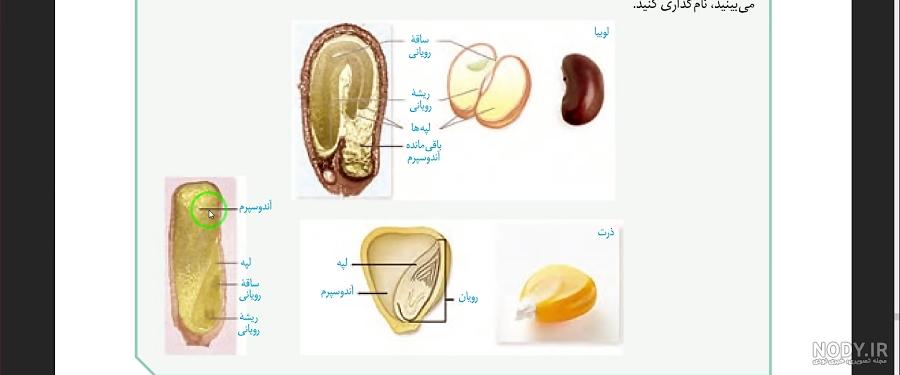 عکس دانه های تک لپه ای عکس دانه های تک لپه ای