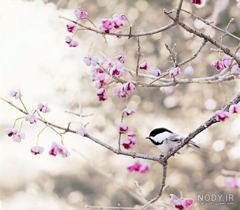 عکس دلتنگی طبیعت