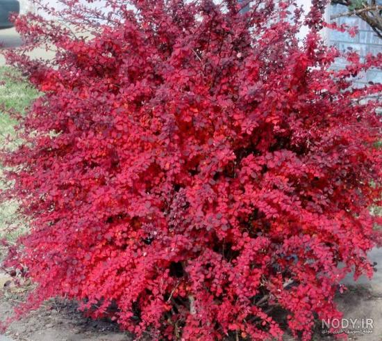 عکس زرشک زینتی