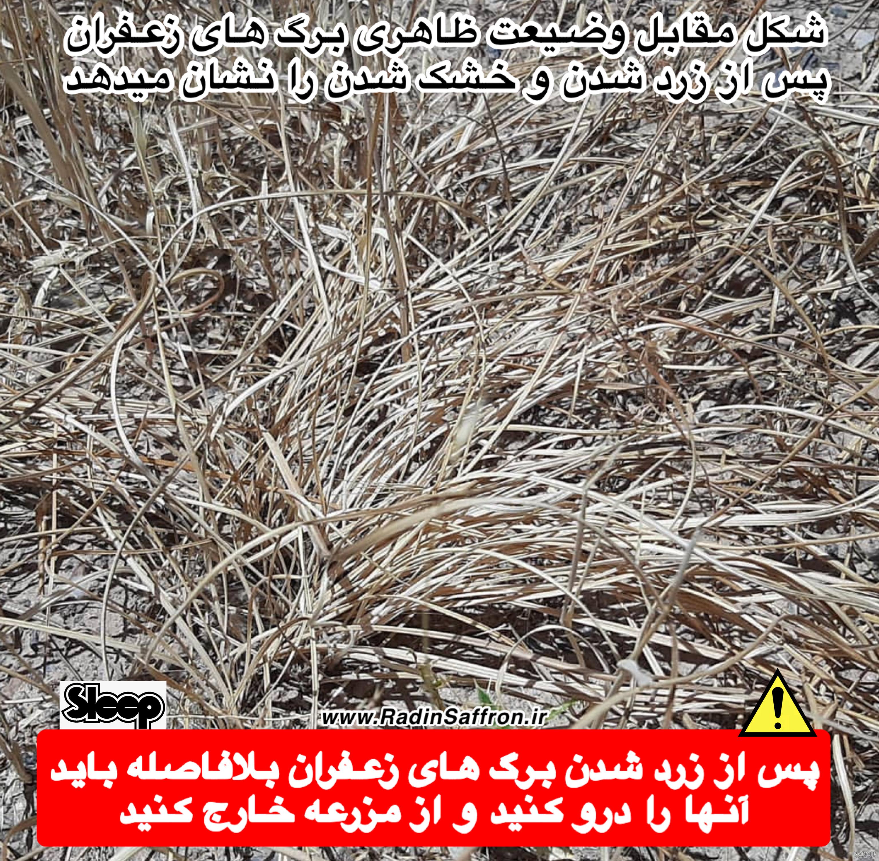 عکس زعفران نگین عکس زعفران نگین