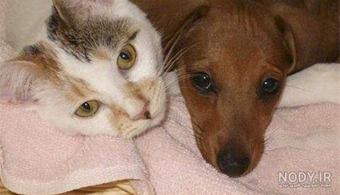عکس سگ و گربه کیوت